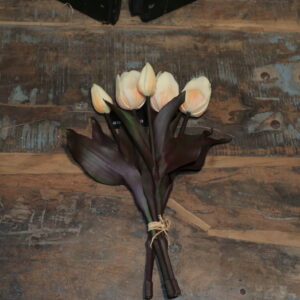 Tulpen creme