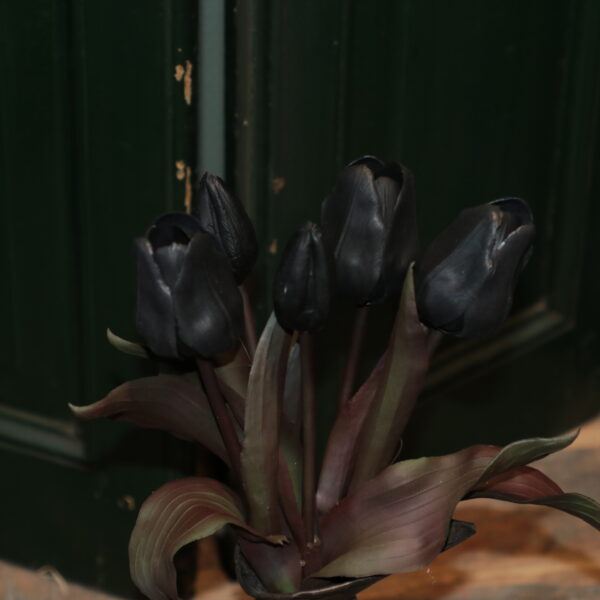 IMG_3404 Tulpen zwart