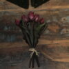 Tulpen lila