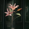 IMG_3418 Lilium pink M