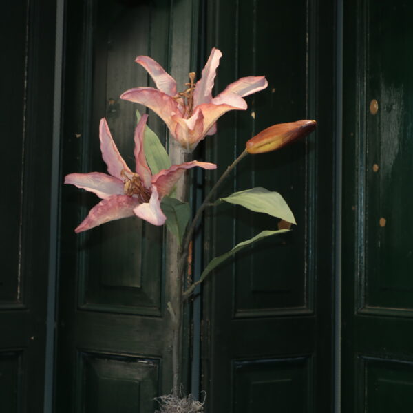 IMG_3418 Lilium pink M