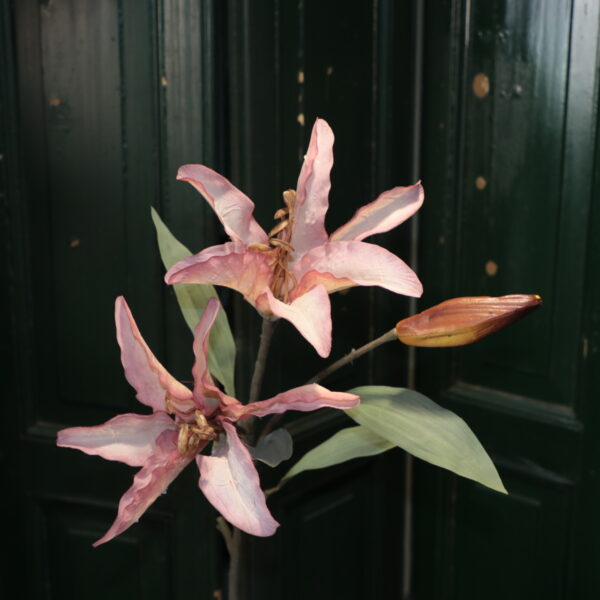 IMG_3419 Lilium pink M