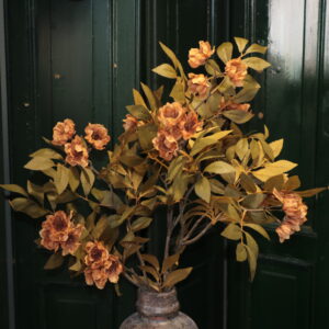 Paeonia multi coffee L
