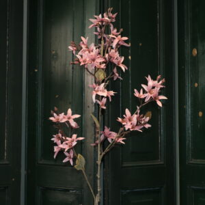 Magnolia stel pink L