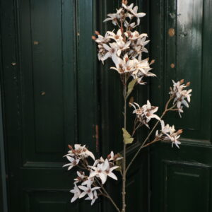 Magnolia stel white L