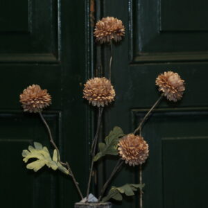 Dahlia Brown M