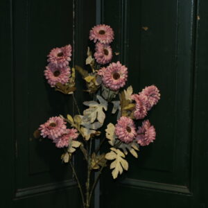 Aster Lila